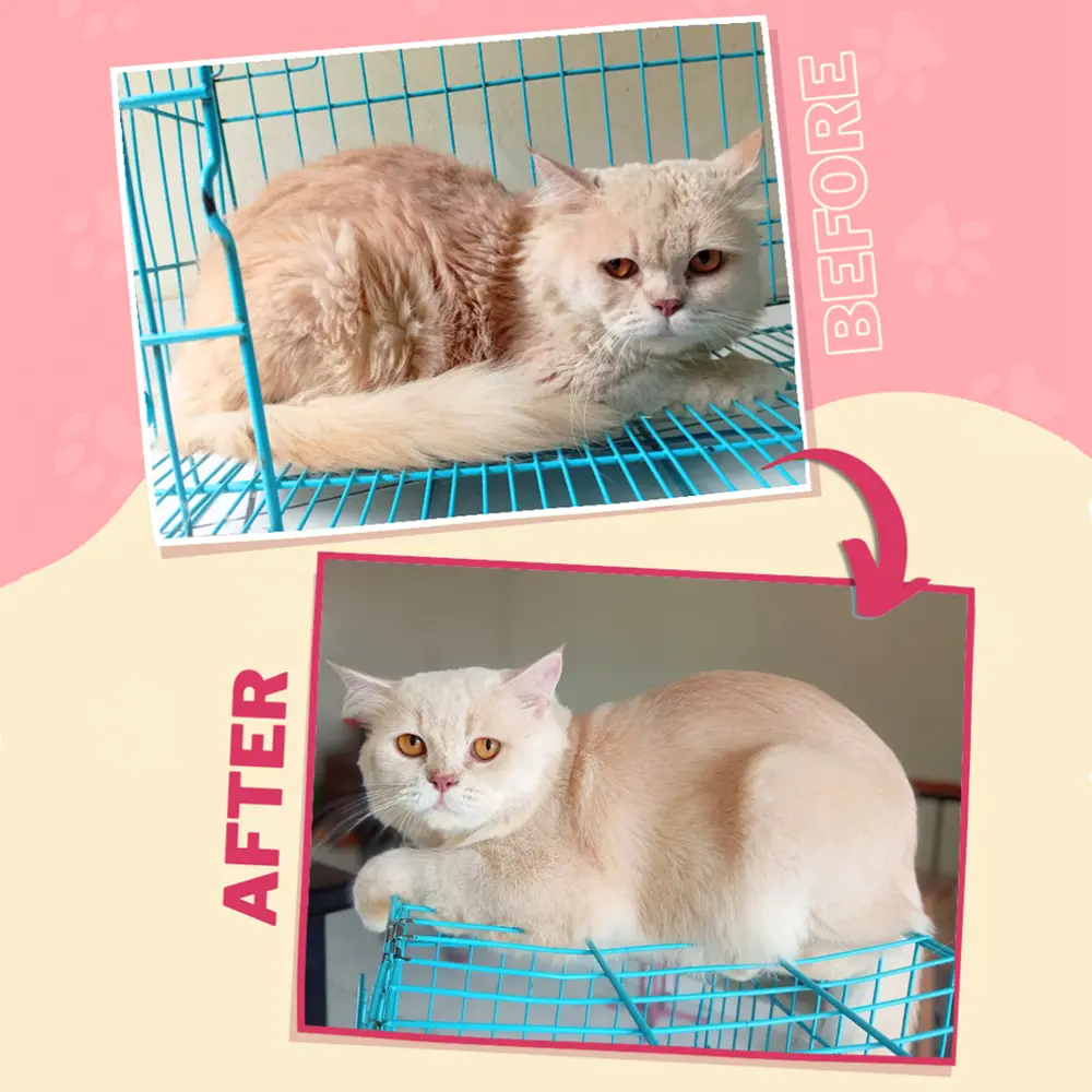Kucing Central Cat's