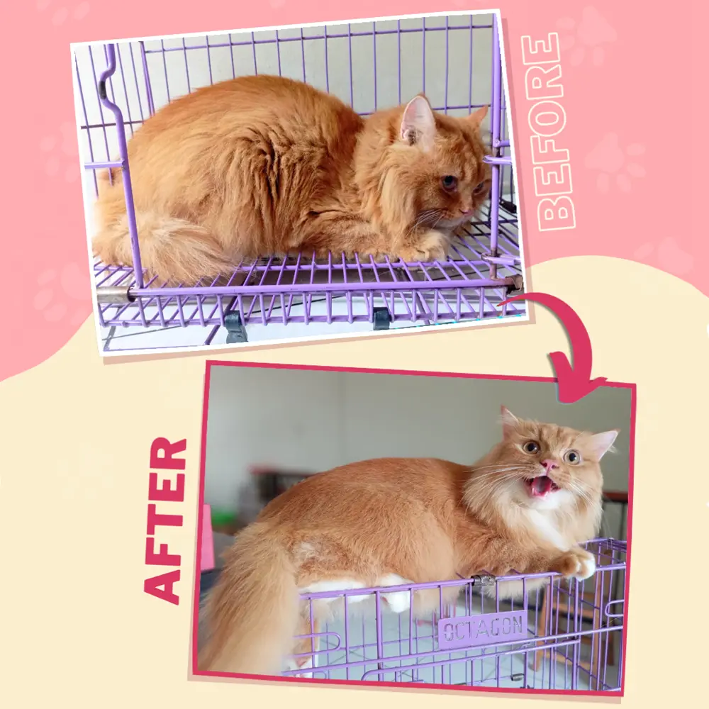 Kucing Central Cat's