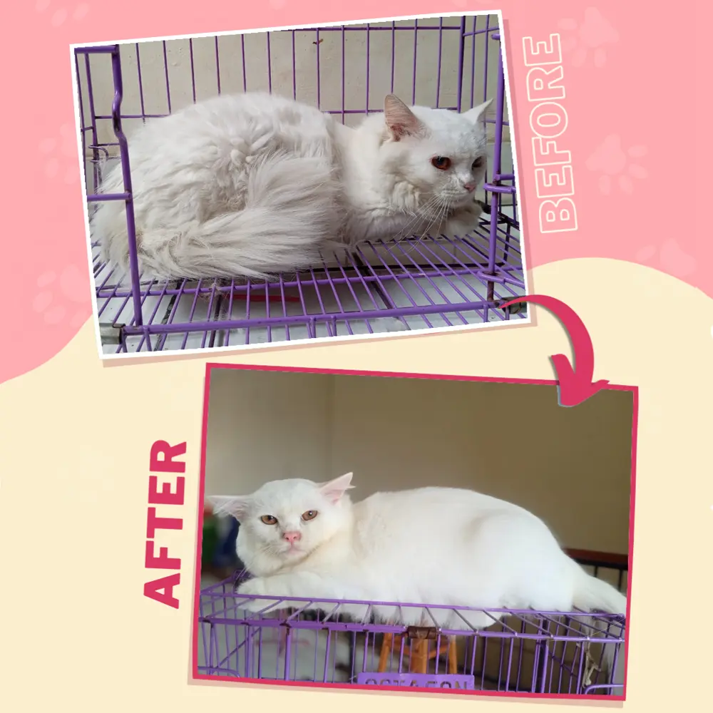 Kucing Central Cat's